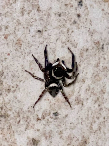 Adanson's House Jumper
