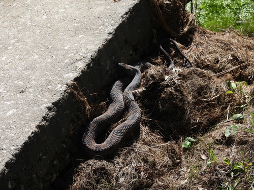 Brown Watersnake