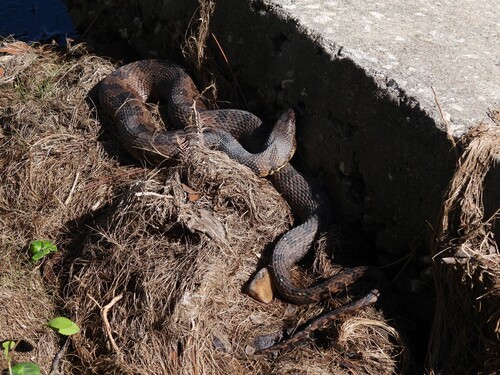 Brown Watersnake