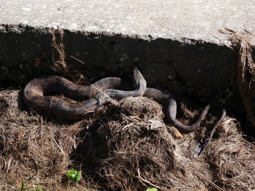 Brown Watersnake