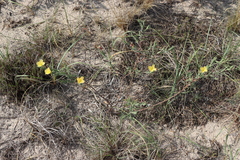 Oenothera mollissima