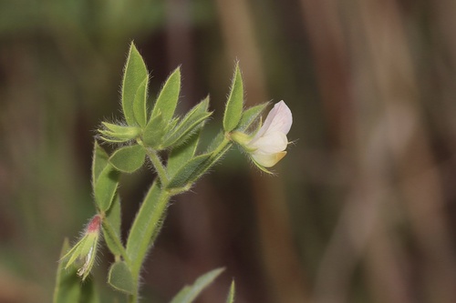 American birdsfoot trefoil