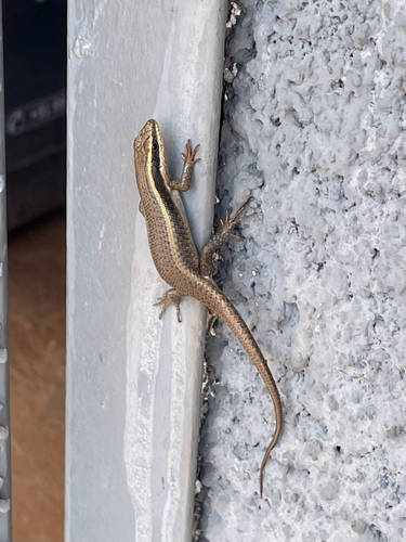 Wahlberg’s Striped Skink