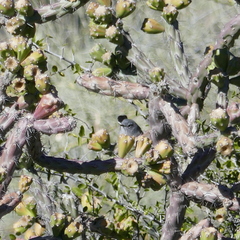 Polioptila melanura