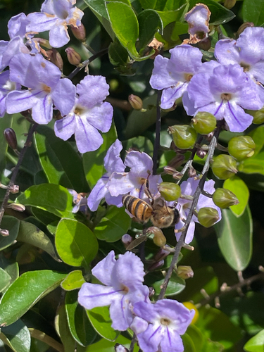 Western Honey Bee