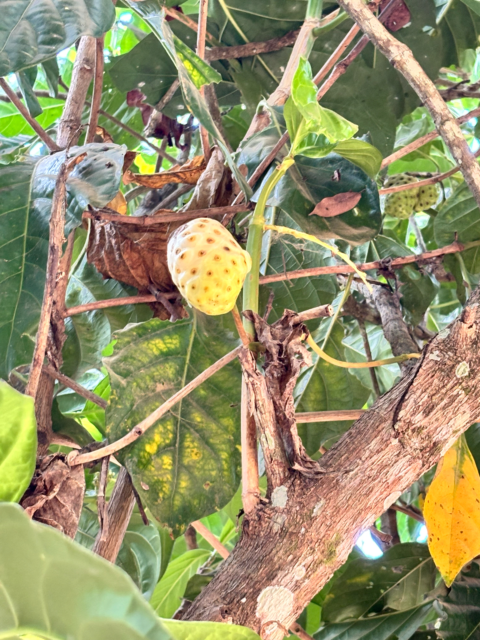 Foto de Morinda citrifolia L.