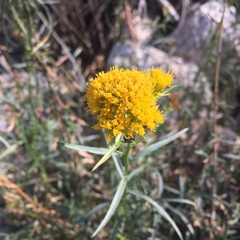 Solidagininae