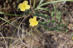 Oenothera mollissima