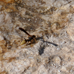 Polistes comanchus navajoe