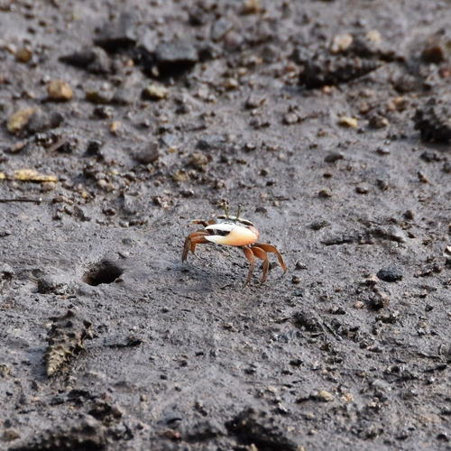West African Fiddler Crab