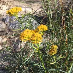Solidagininae