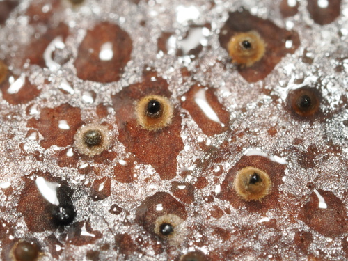 Manzanita Fungal Pathogen