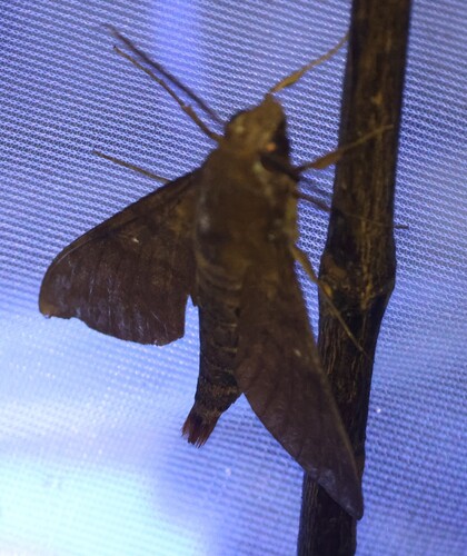 Nephele funebris