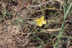 Oenothera mollissima