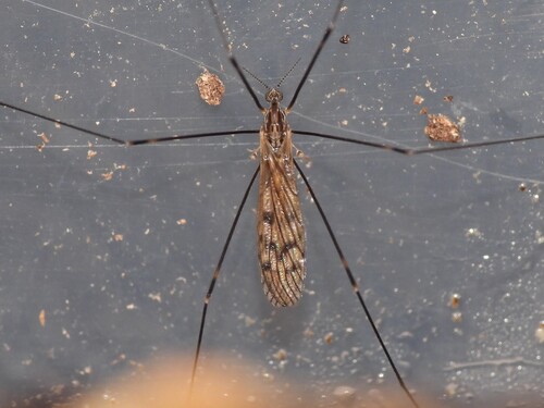 Unknown species found near Monmouth County, US-NJ, US