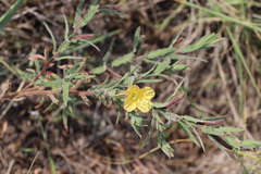 Oenothera mollissima