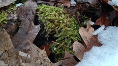 Rhynchostegium serrulatum