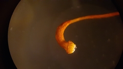 Rhynchostegium serrulatum