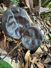 (c) Elizabeth Axley, some rights reserved (CC BY) Geogenanthus ciliatus, photograph (c) Elizabeth Axley, some rights reserved (CC BY)