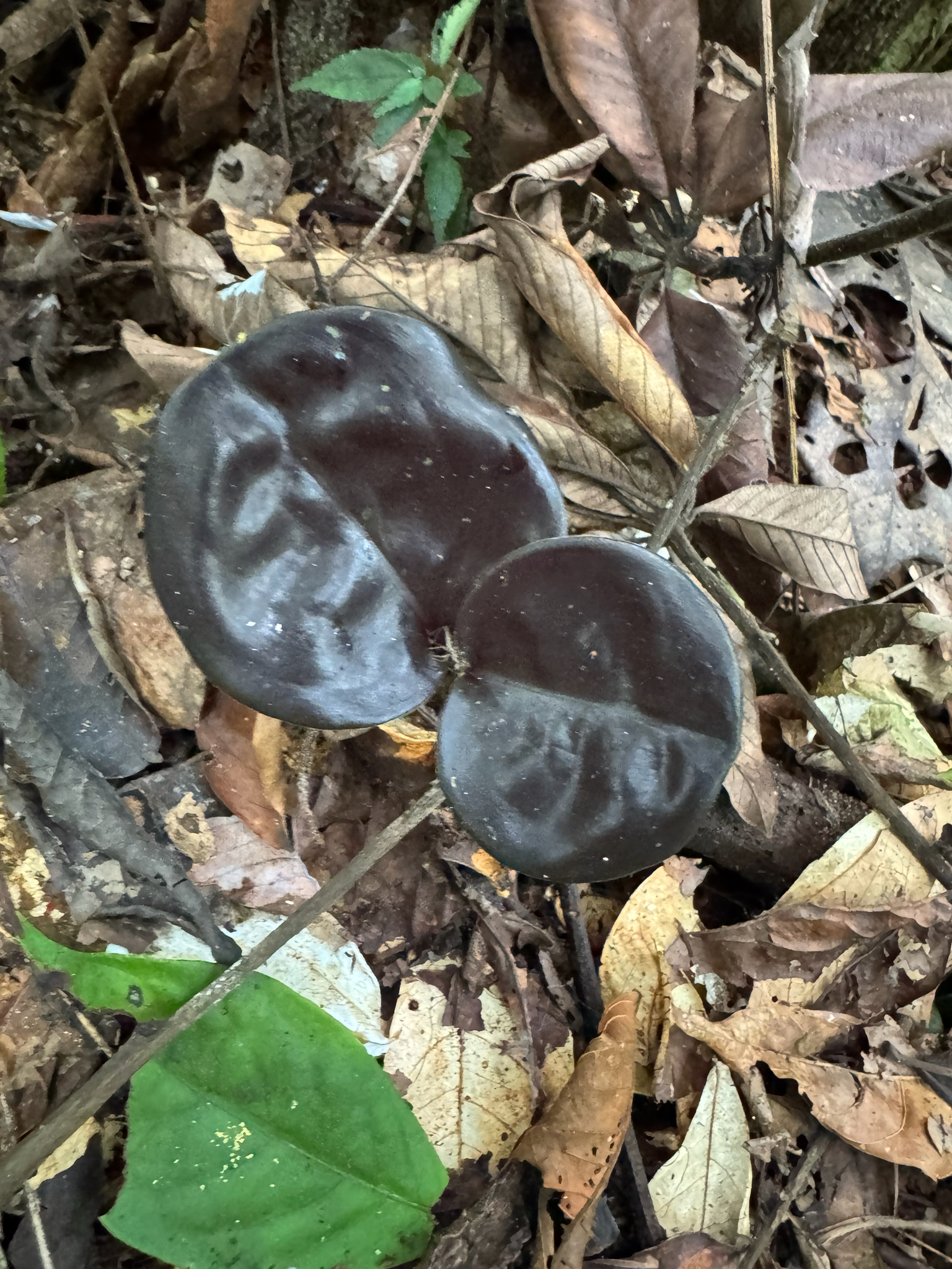 Midnight Silk (Geogenanthus ciliatus)