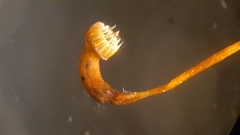 Rhynchostegium serrulatum
