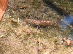 Caridina