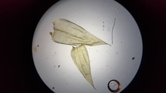 Rhynchostegium serrulatum