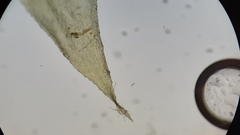 Rhynchostegium serrulatum