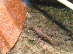 Caridina