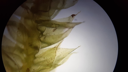 Image of Rhynchostegium serrulatum by (c) Quinten Wiegersma, some rights reserved (CC BY)