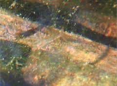 Caridina