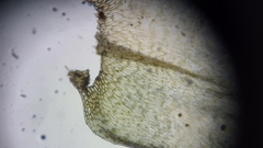 Rhynchostegium serrulatum