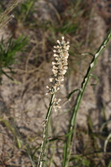 Pterocaulon lorentzii
