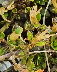 Coprosma perpusilla perpusilla