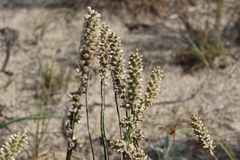 Pterocaulon lorentzii