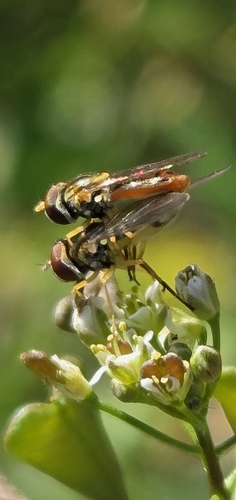 Unknown species found near North Oaks, Austin, TX 78753, USA