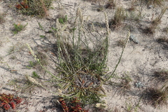 Pterocaulon lorentzii