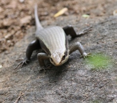Eutropis madaraszi