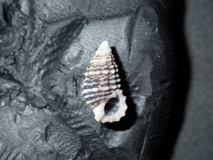 Cerithiidae