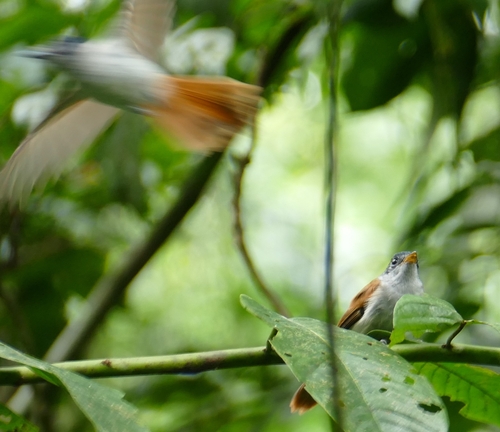iNaturalist image