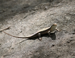 Eutropis madaraszi