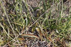 Pterocaulon lorentzii