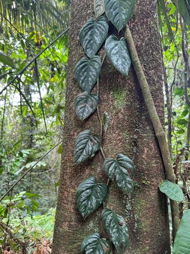 Philodendron brandtianum, photograph 6