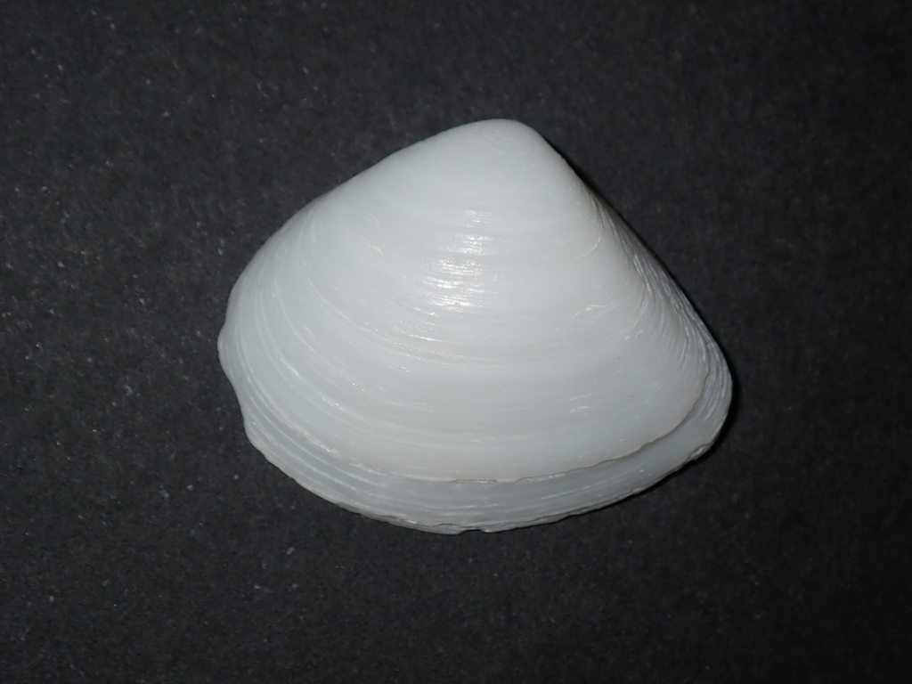 Striated Little Triangle Shell