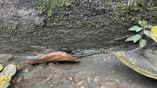 Redtail Coralsnake