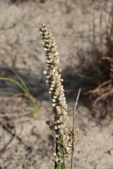 Pterocaulon lorentzii