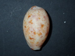 Lyncina lynx