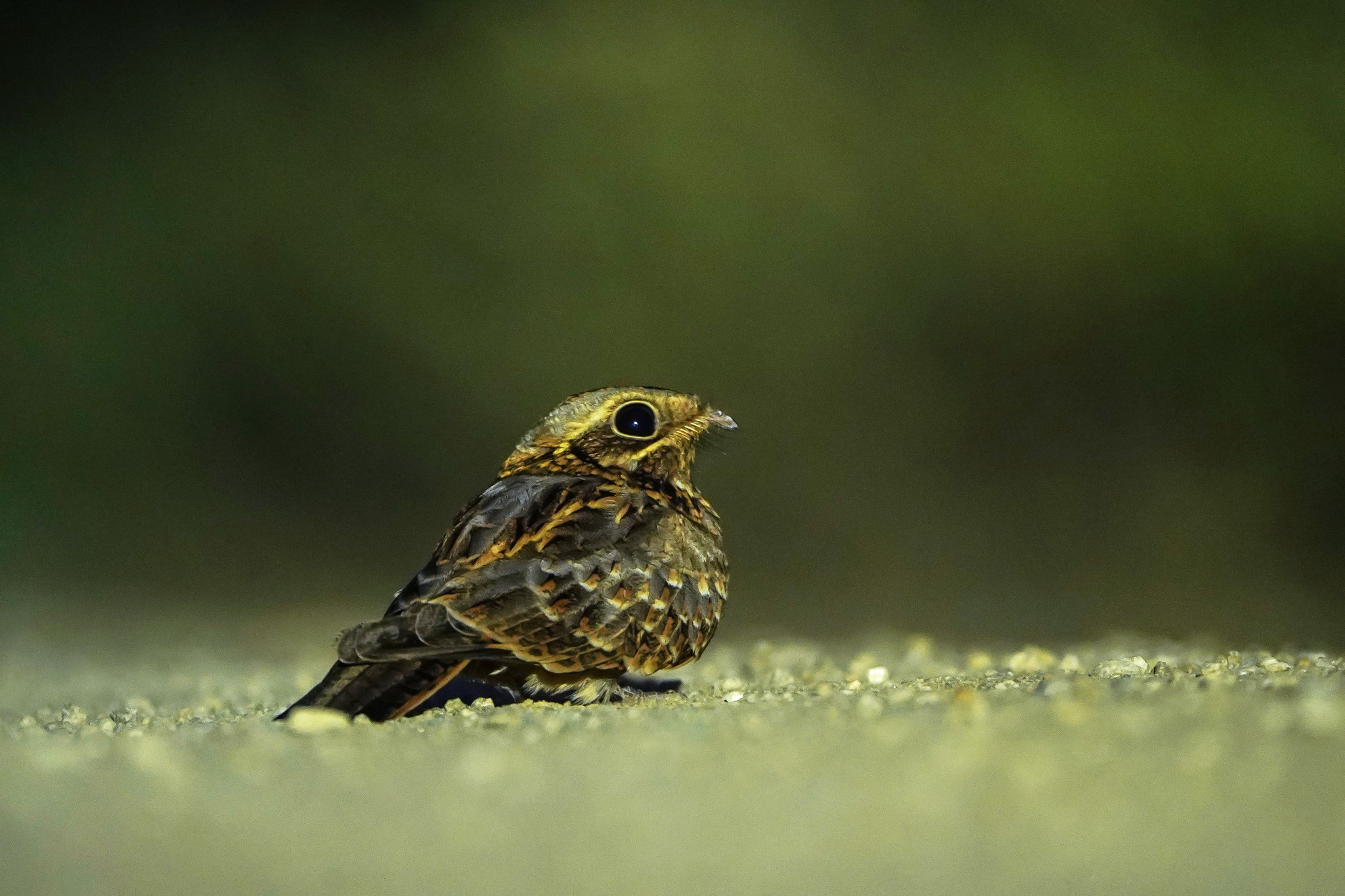 Indian Nightjar (Caprimulgus asiaticus), photo 3