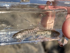 Cyprinodon nevadensis