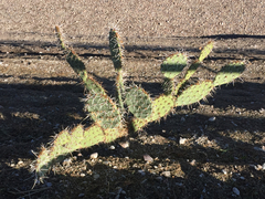 Opuntia engelmannii engelmannii